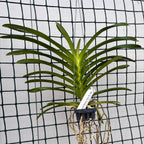 Vanda Muang Thong 'Mr. Sawat'