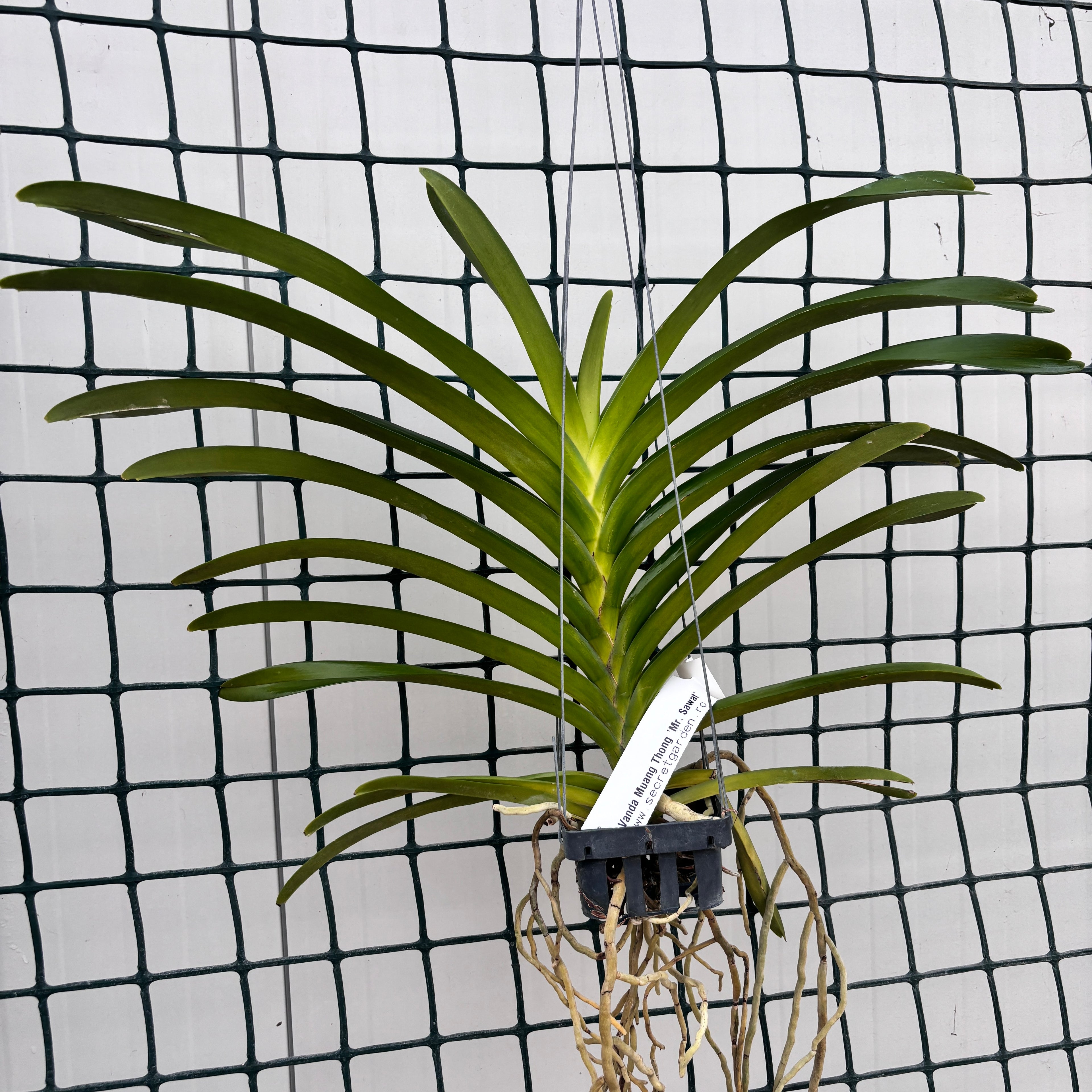 Vanda Muang Thong 'Herr Sawat'