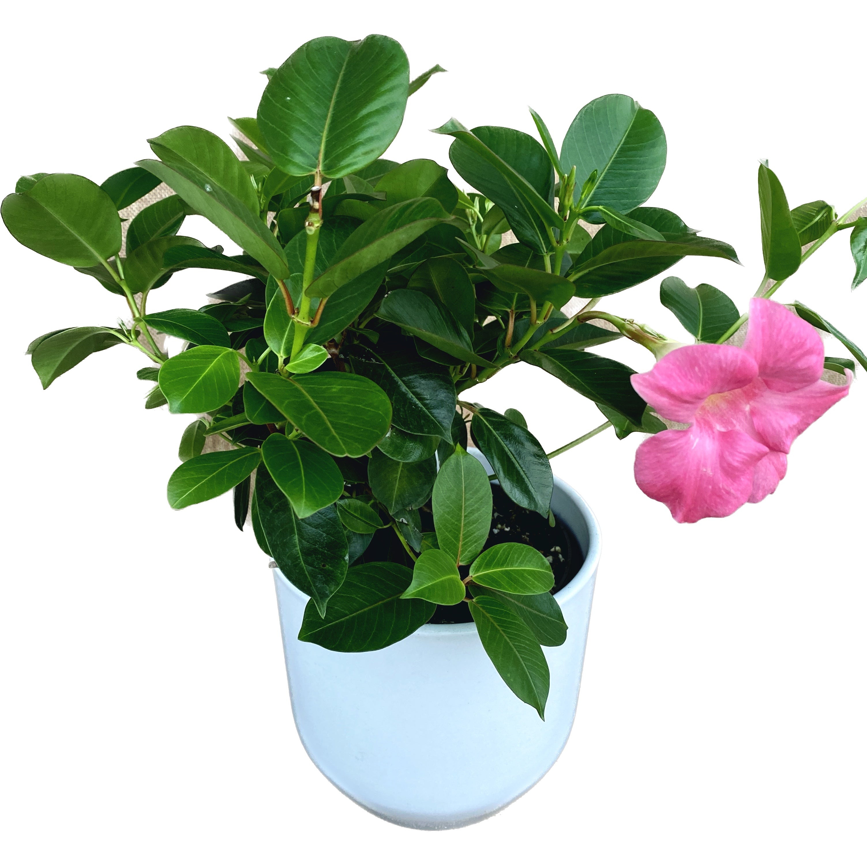 Mandevilla roz - Sundaville Pink H40 cm (flori roz parfumate)