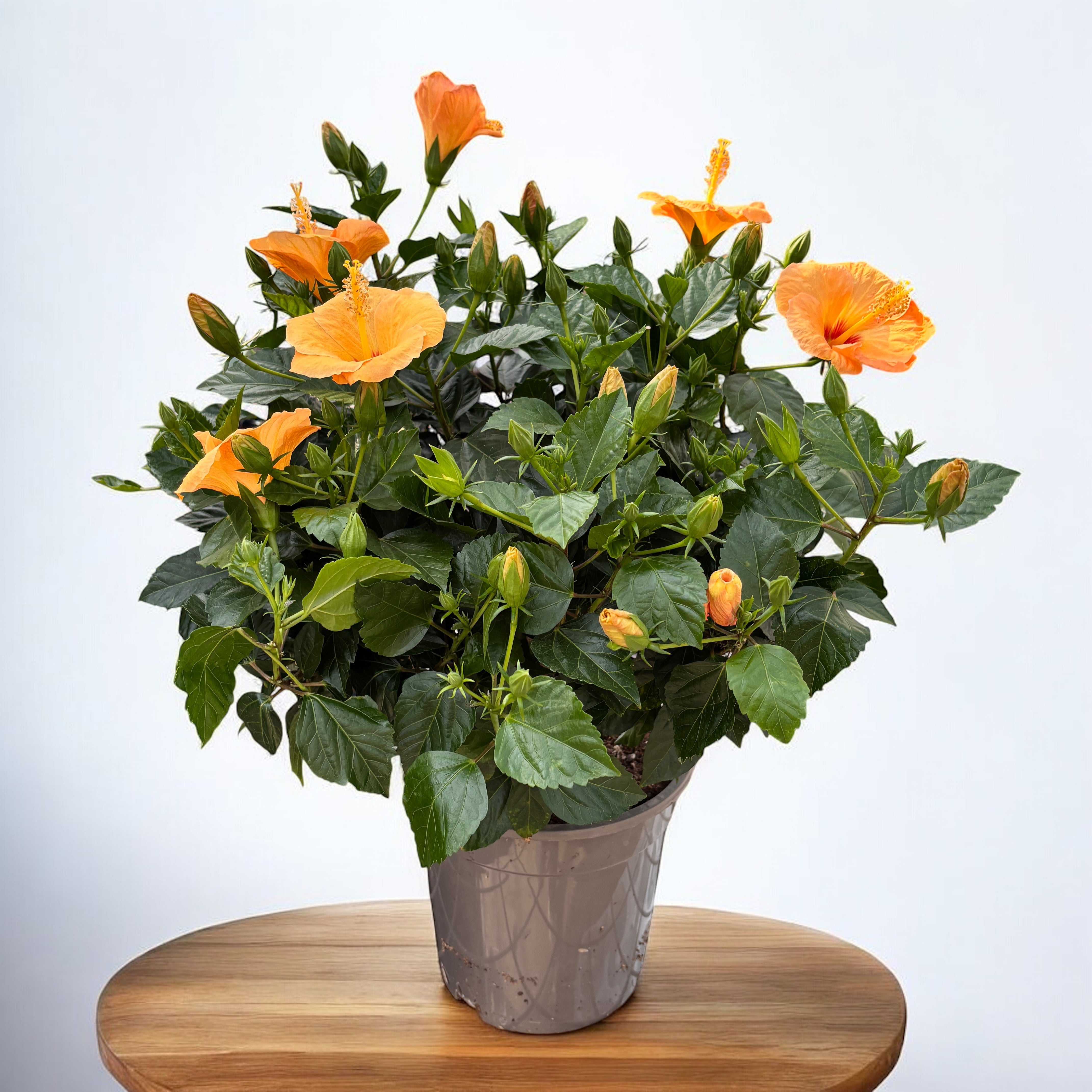 Hibiscus rosa-sinensis 'Sunny Torino' - exemplare XL – Secret