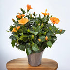 Hibiszkusz rosa-sinensis 'Sunny Torino' - XL példányok