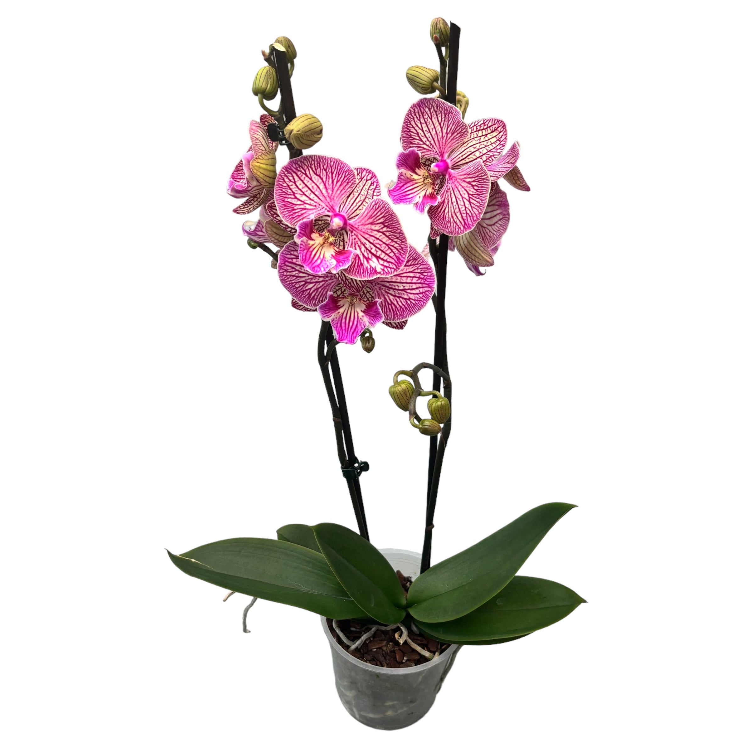 Phalaenopsis « Limited #77 » grande lèvre