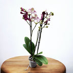 Phalaenopsis Lioulin Divoká Kočka