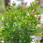 Clethra alnifolia ‘Ruby Spice’ - arbust parfumat cu flori roz-intens