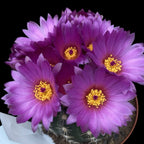 Notocactus uebelmannianus