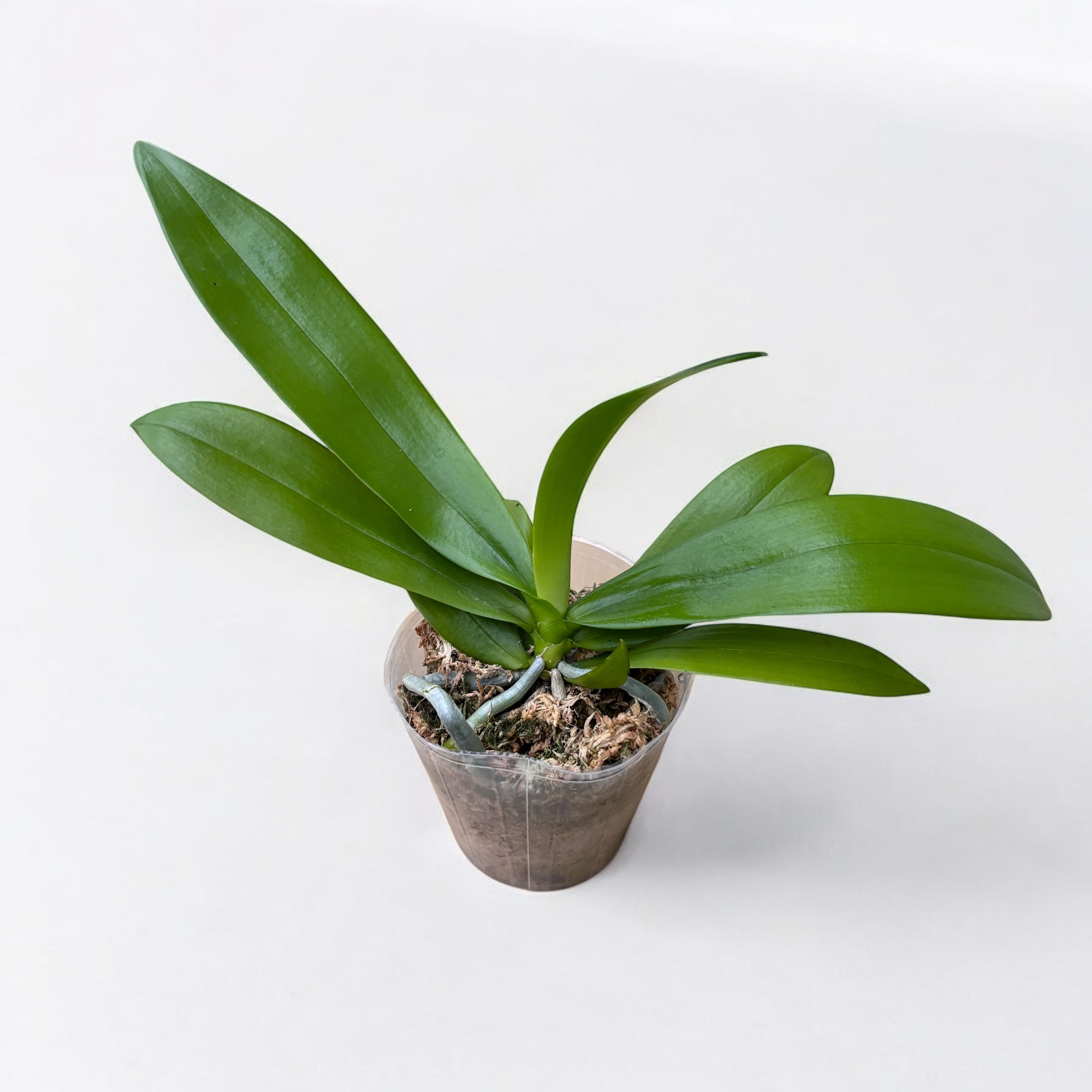 Phalaenopsis Nancy Bechtol 'Praha' (peloric) - flori parfumate