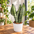 Sansevieria Trifasciata Zeylanica ‘Compacta’ 2pp - elegant sansevieria with compact growth