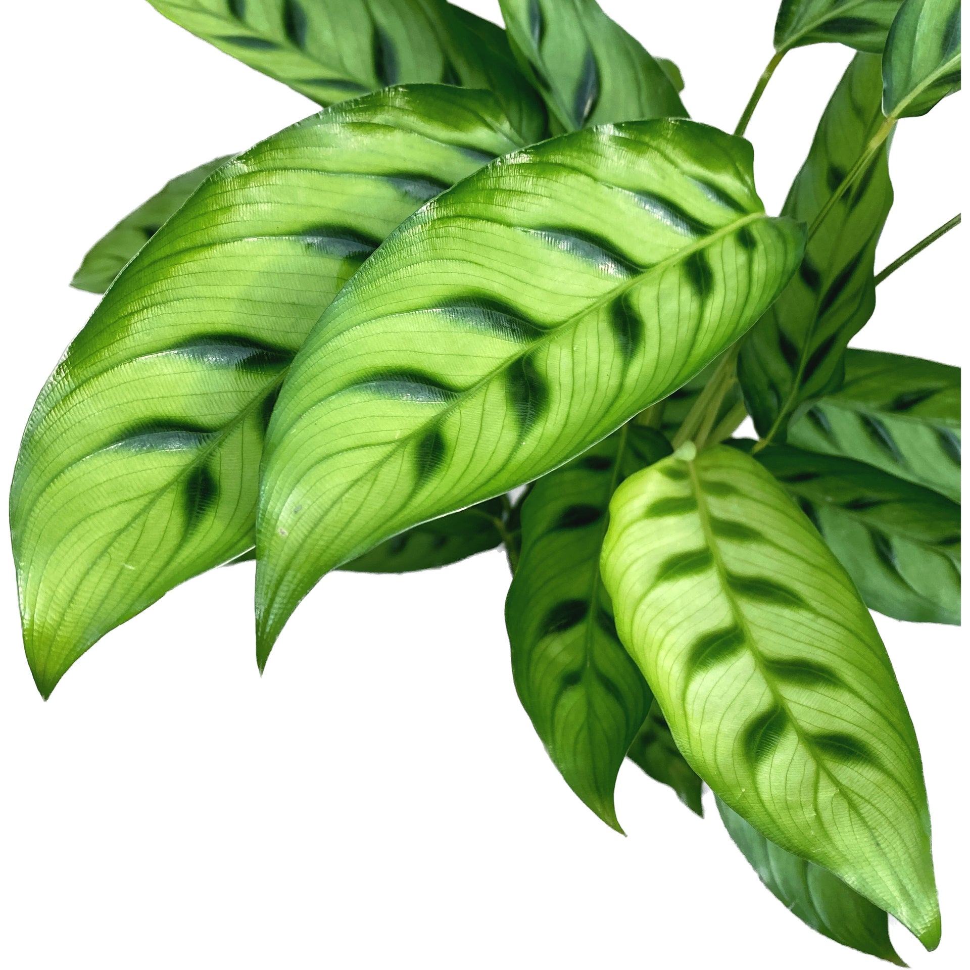Calathea Leopardina (planta paun) D12 – Secret Garden Plant Shop