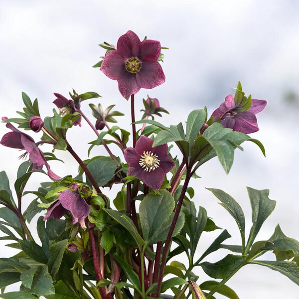 Helleborus orientalis Viv Victoria (Spanz)