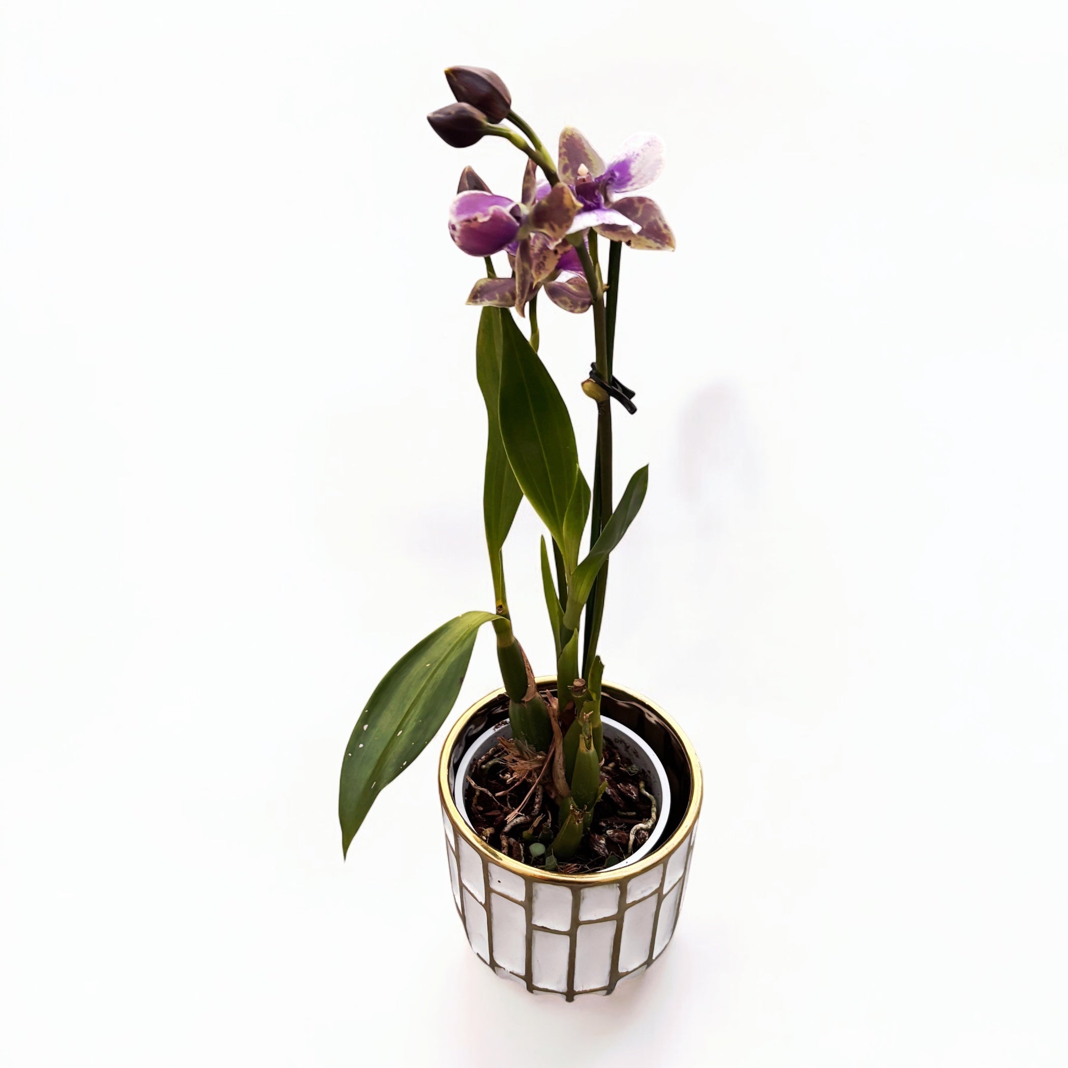 Zygopetalum pelorique - parfumé