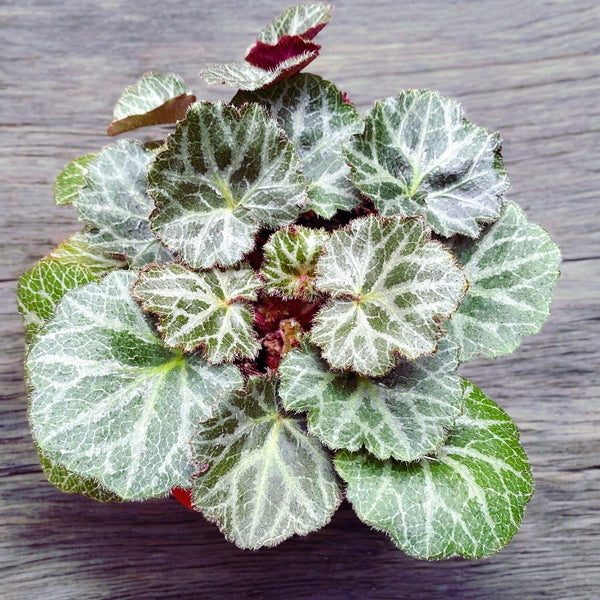 Saxifraga stolonifera (Barba jidanului) D12