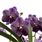 Vanda Midnight Black (Ansu)