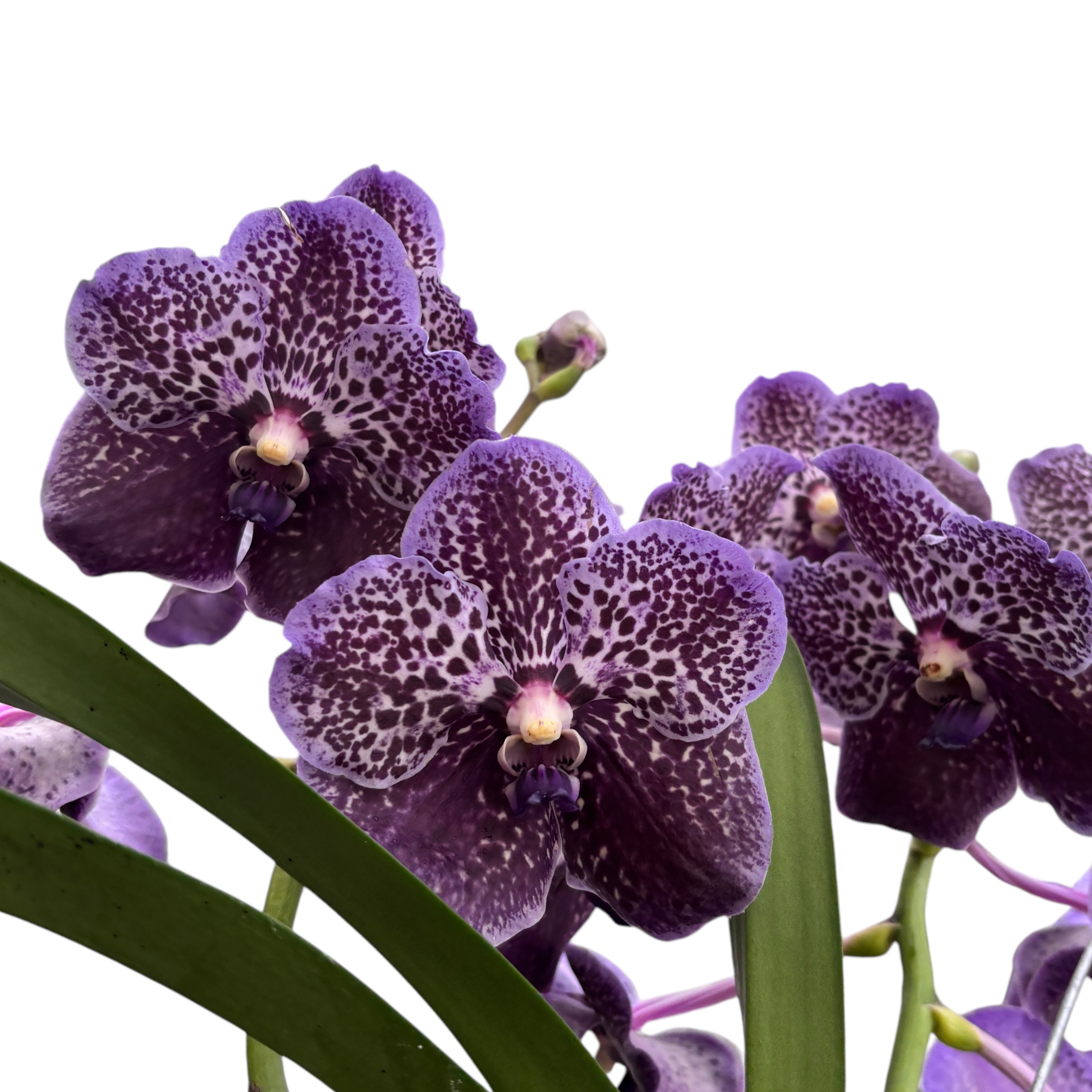 Vanda Midnight Black (Ansu)
