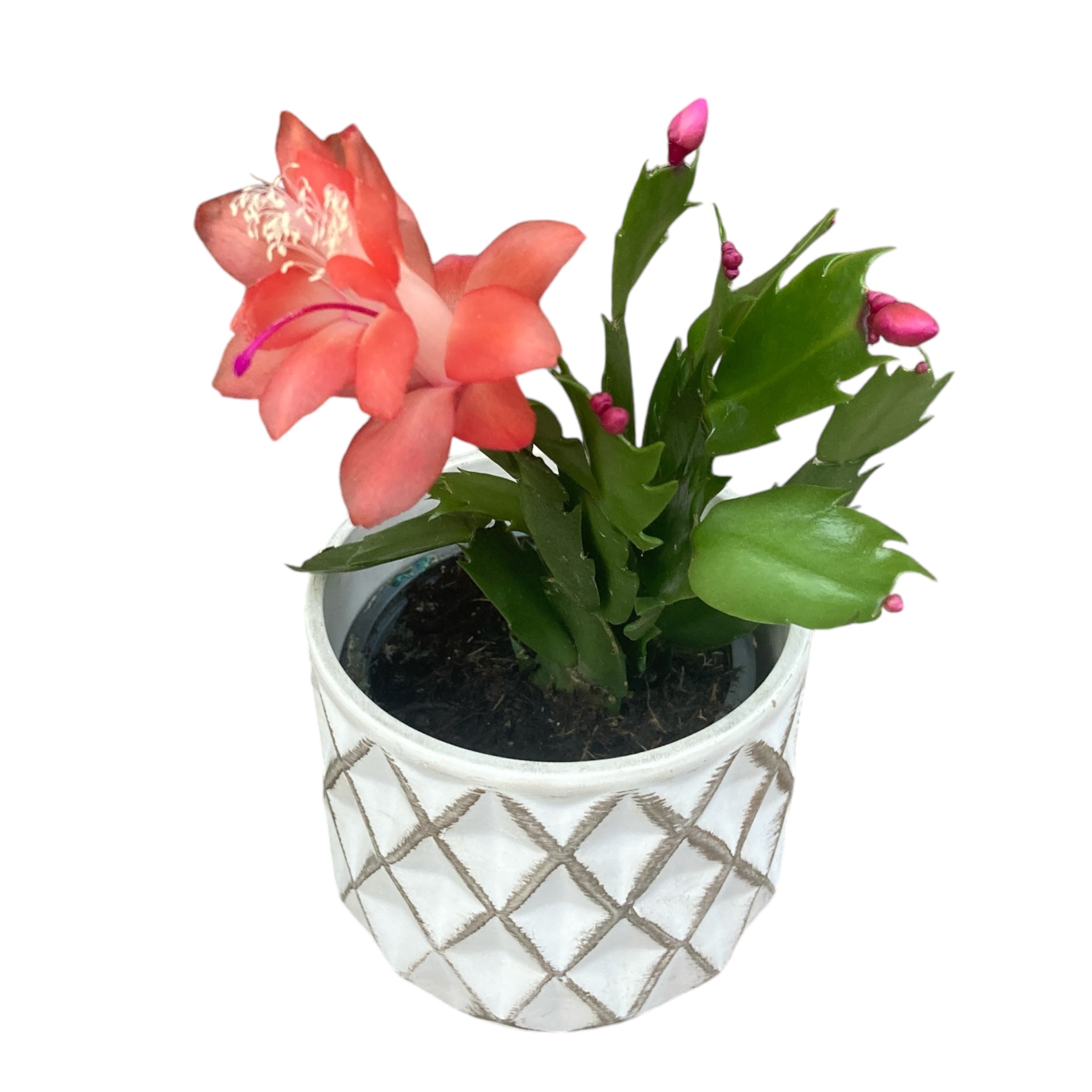 Schlumbergera 'Thor Olivia’( Craciunita) 2pp