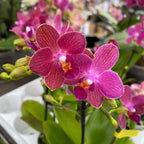 Phalaenopsis Lobke voňavý