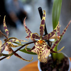 Oncidium (Cyrtocidium) Holm’s Wizard var. #02 - fiori intensamente profumati