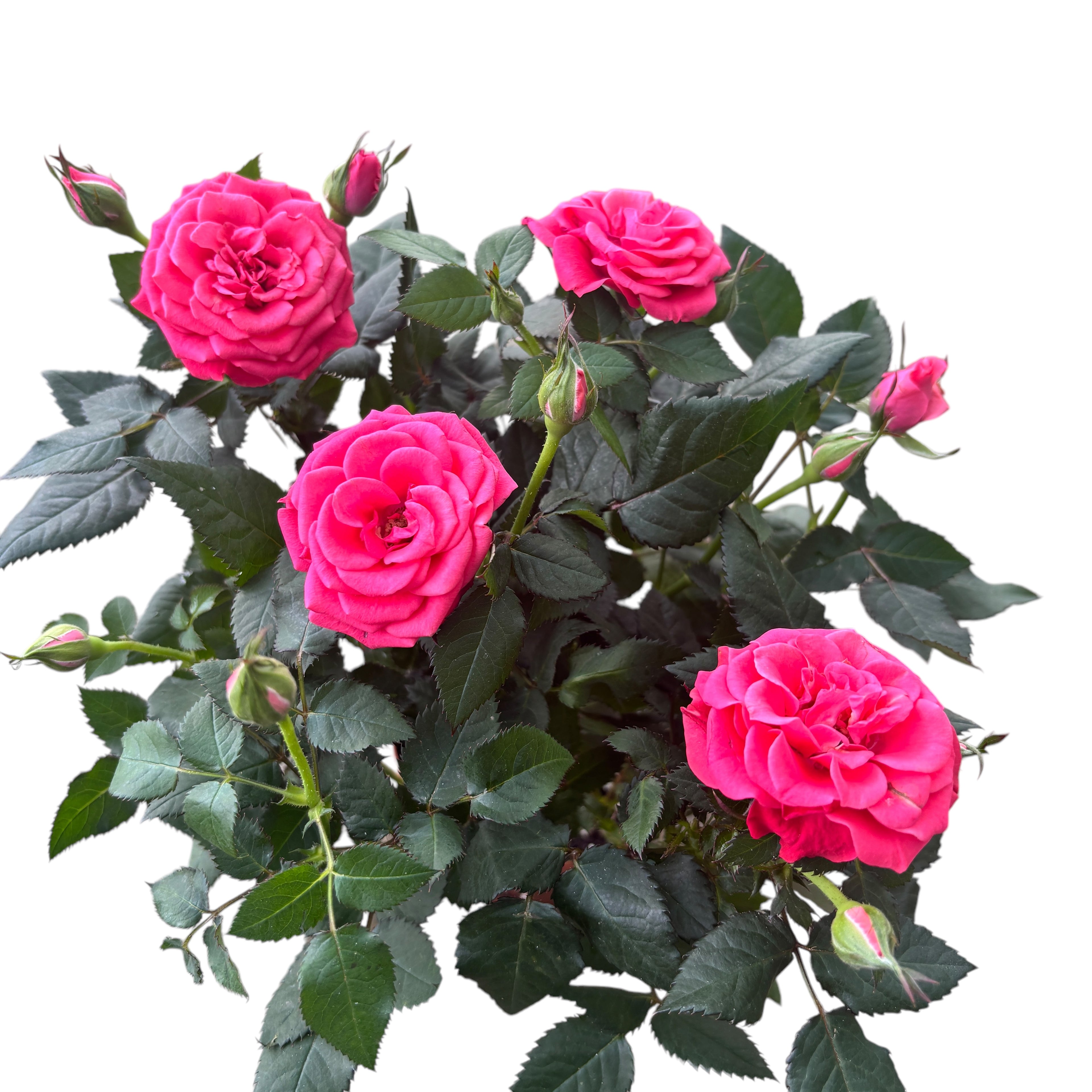 Trandafiri pitici roz de gradina - Rosa 'Favourite Dark Pink’  - flori mari parfumate 3pp