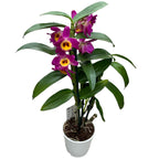 Dendrobium Red Emperor Prince fragrant