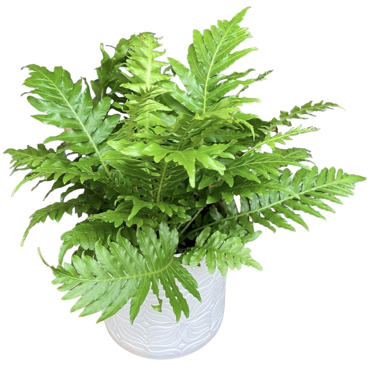 Blechnum gibbum 'Silver Lady' - ezüst páfrány