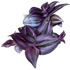 Tradescantia zebrina 'Purpusii Purple Joy' (babyplant)