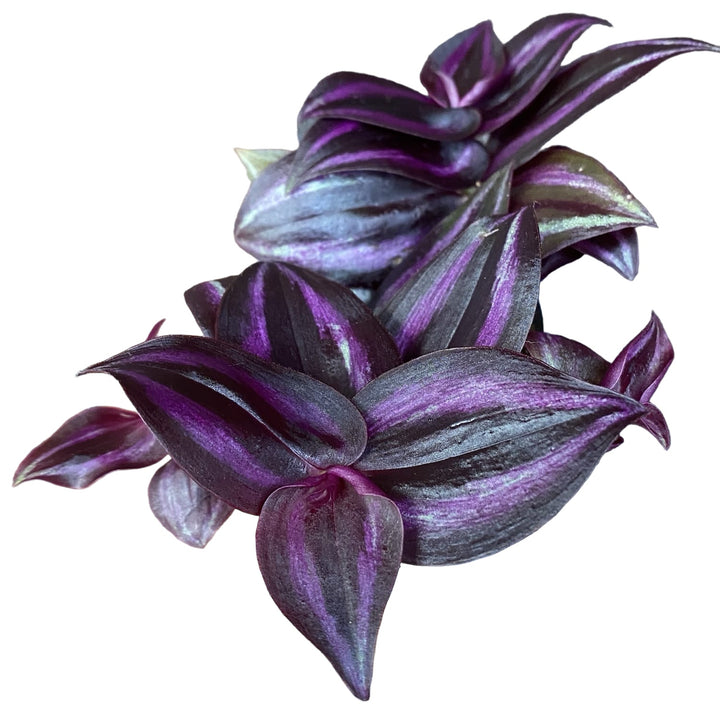 Tradescantia zebrina 'Purpusii Purple Joy' (babyplant)