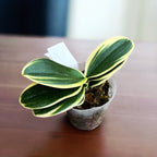 Phalaenopsis Sogo Vivien 'SOGO F858' (variegata e pelorica)