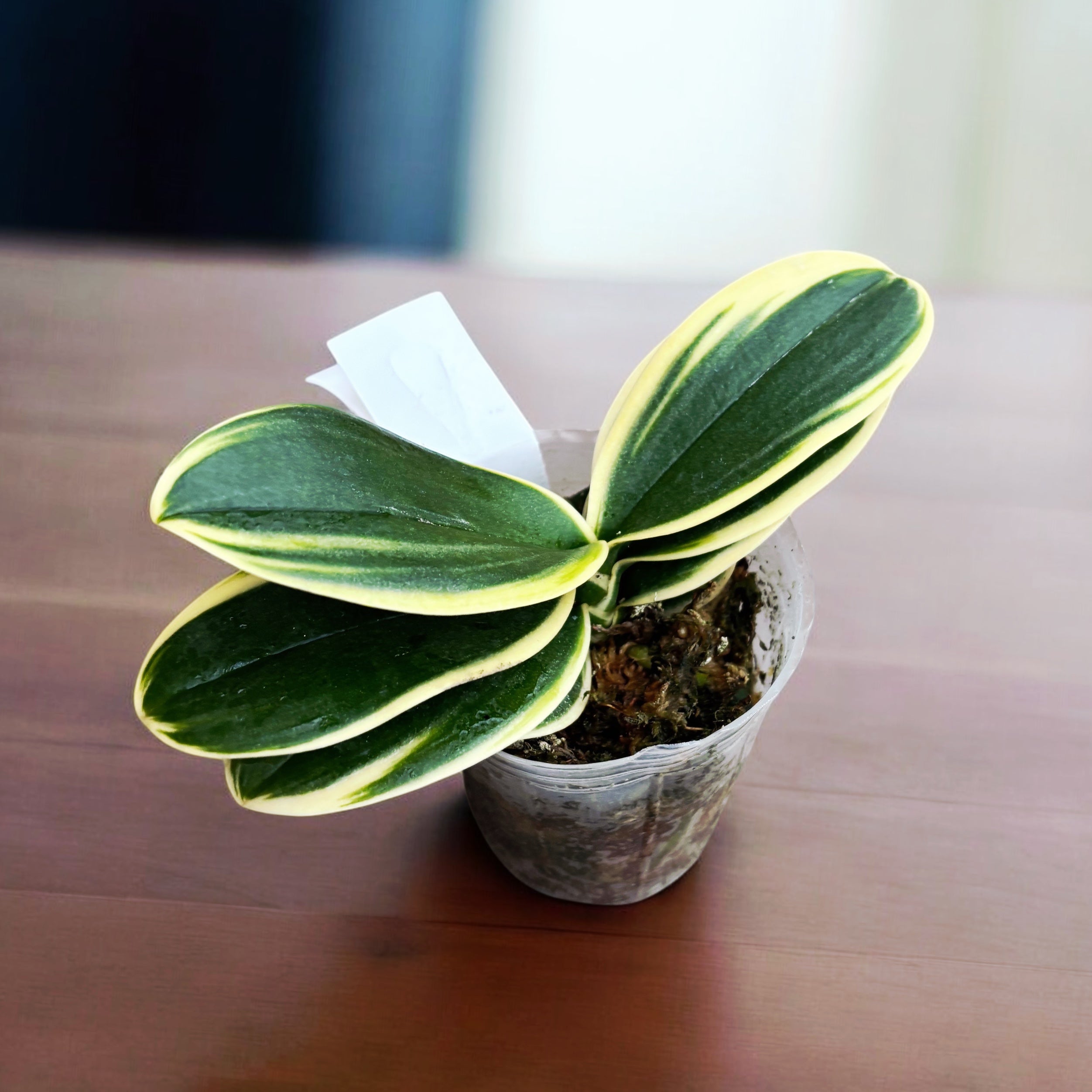 Phalaenopsis Sogo Vivien 'SOGO F858' (variegata & peloric)