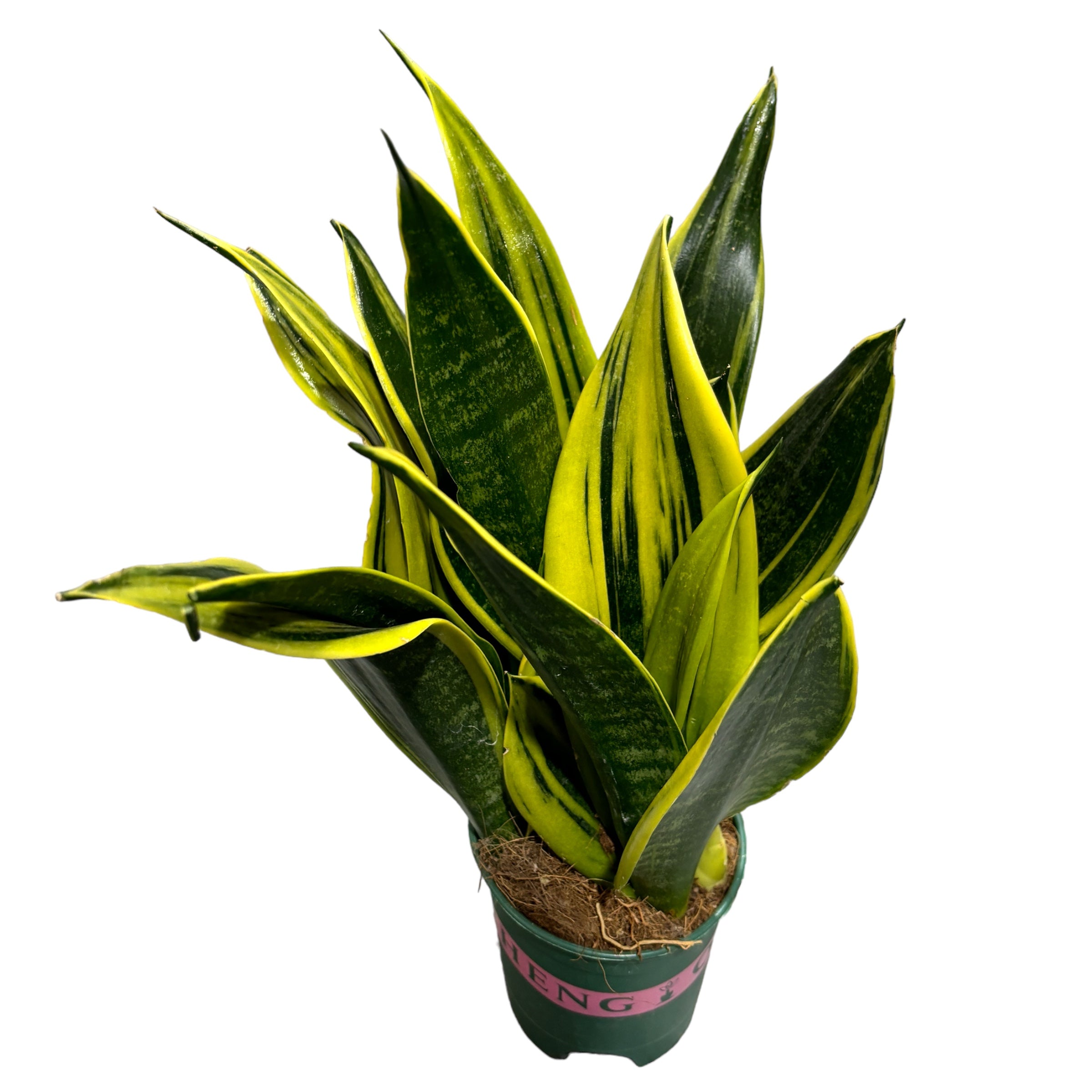 Sansevieria ‘Golden Flame’ 2pp