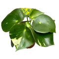 Peperomia polybotrya 'Raindrop' variegata