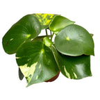 Peperomia polybotrya 'Raindrop' variegata