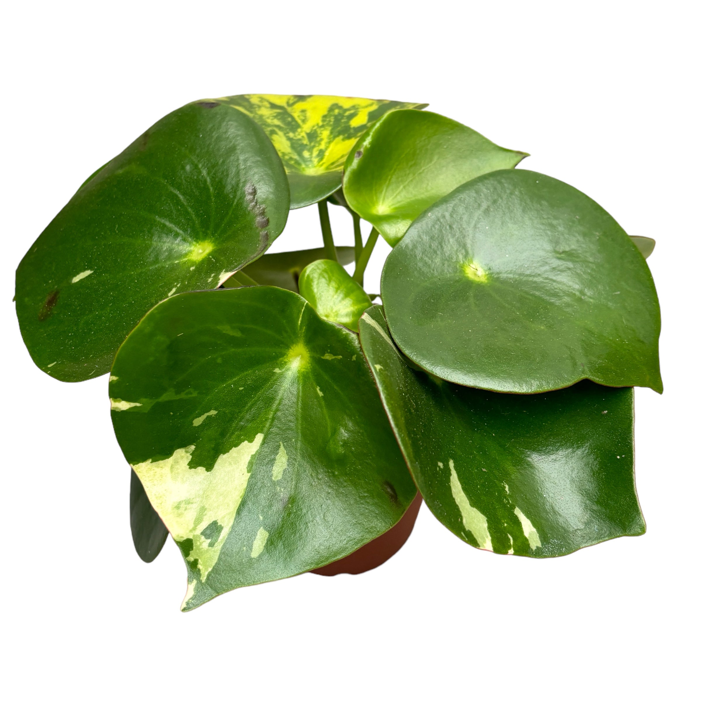 Peperomia polybotrya 'Raindrop' variegata