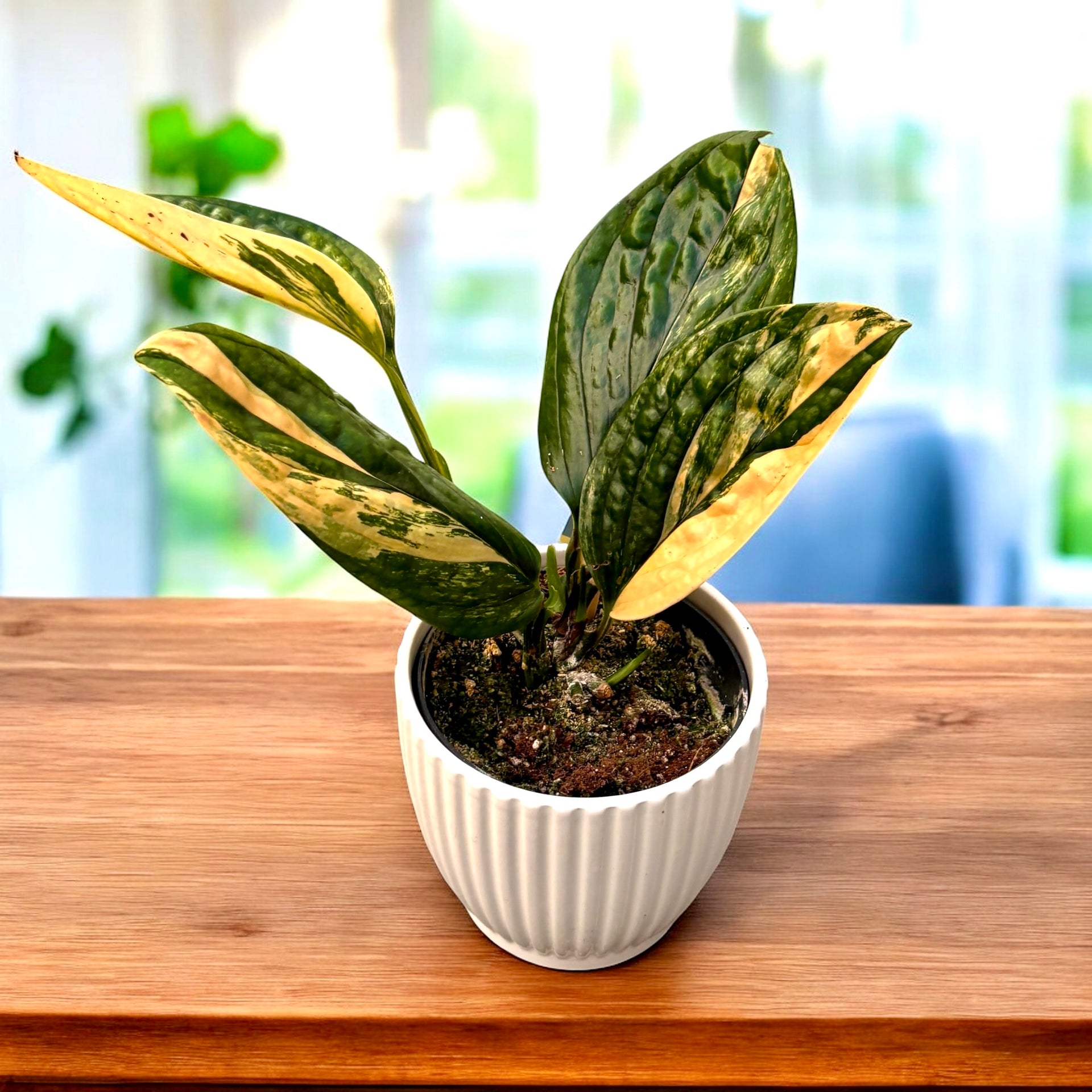 Monstera peru 'Variegata' (Monstera karstenianum) – Secret Garden Plant Shop