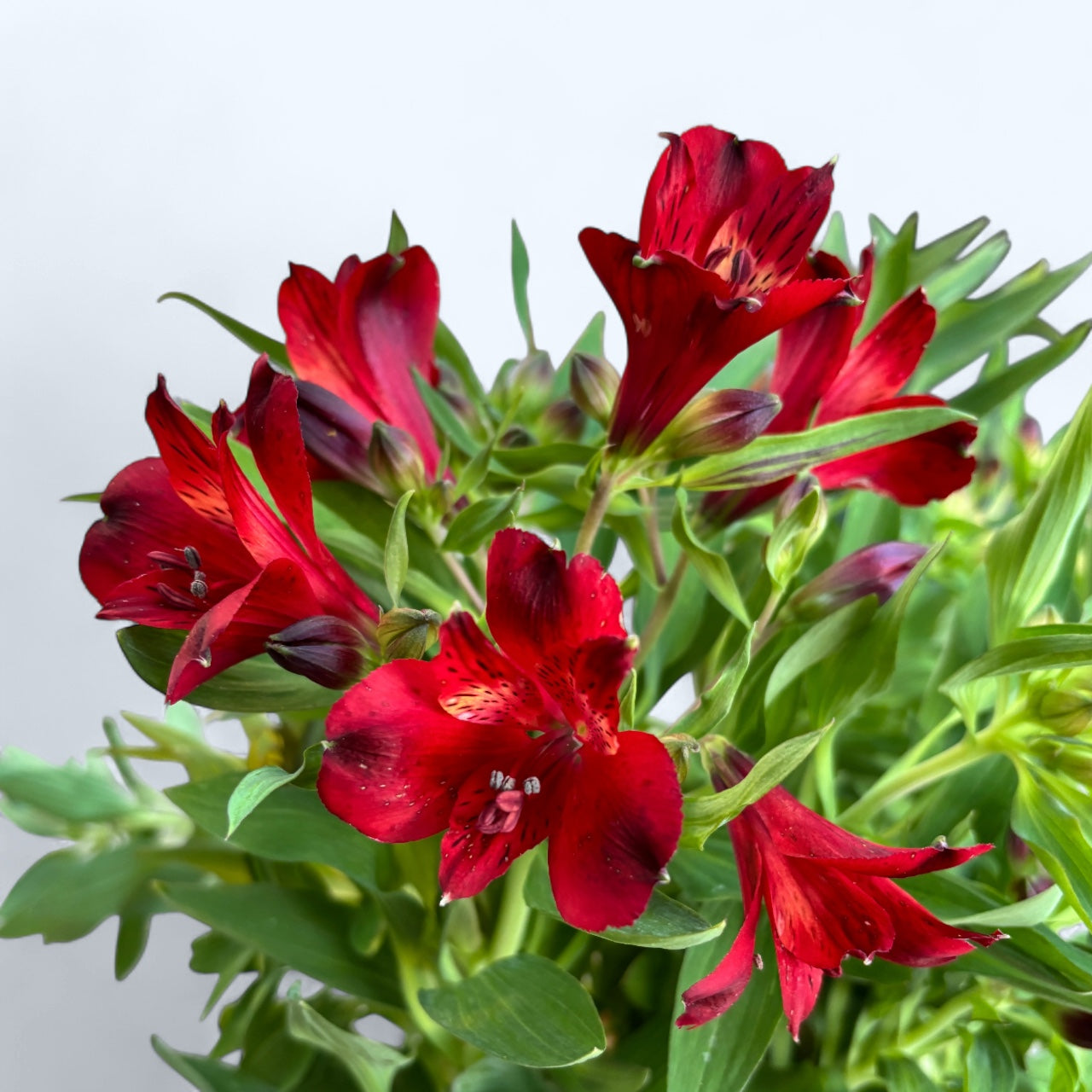 Alstroemeria Inticancha Doba -  Crin peruvian compact, cu flori spectaculoase rosii