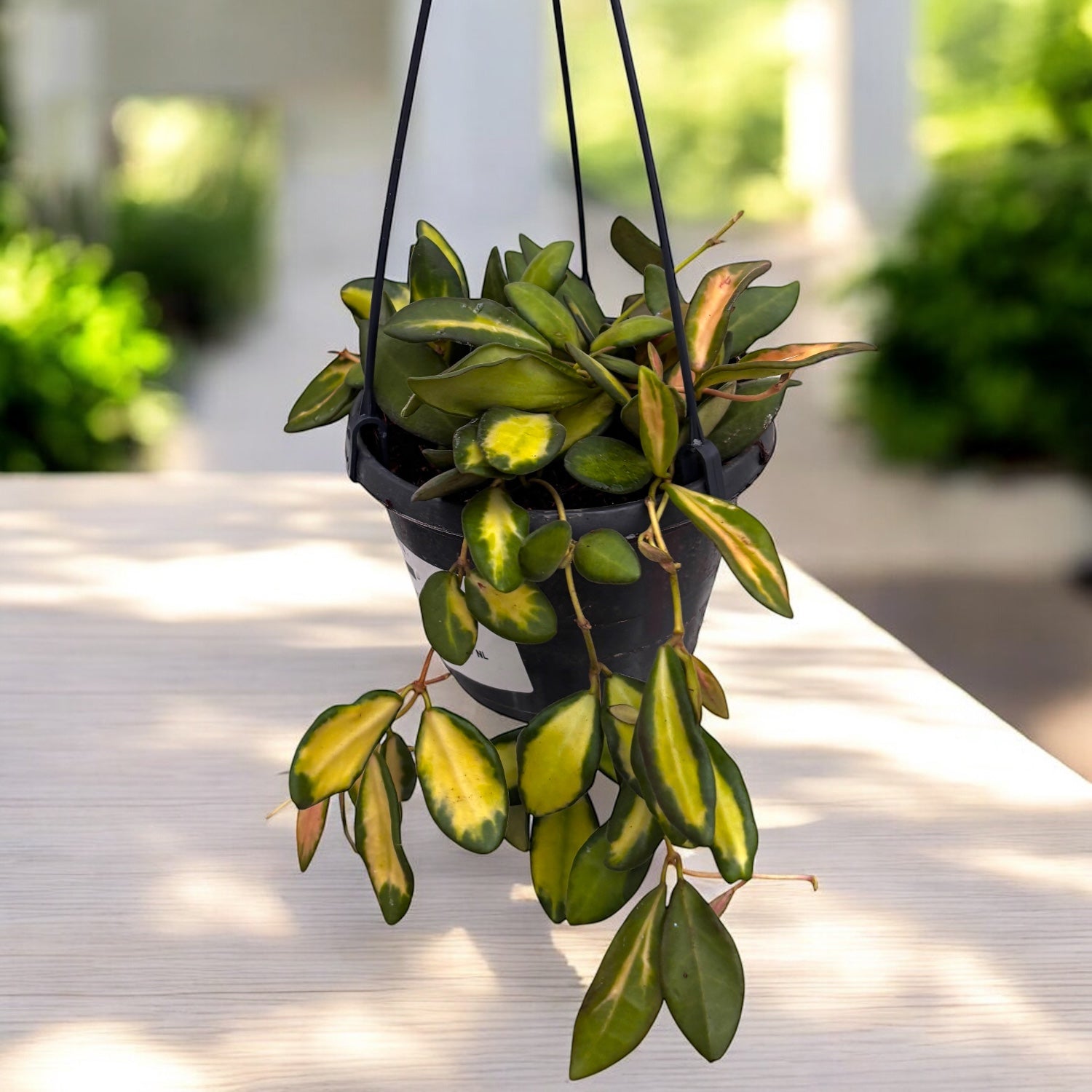 Hoya sp. aff. burtoniae 'Variegata' - exemplare mari