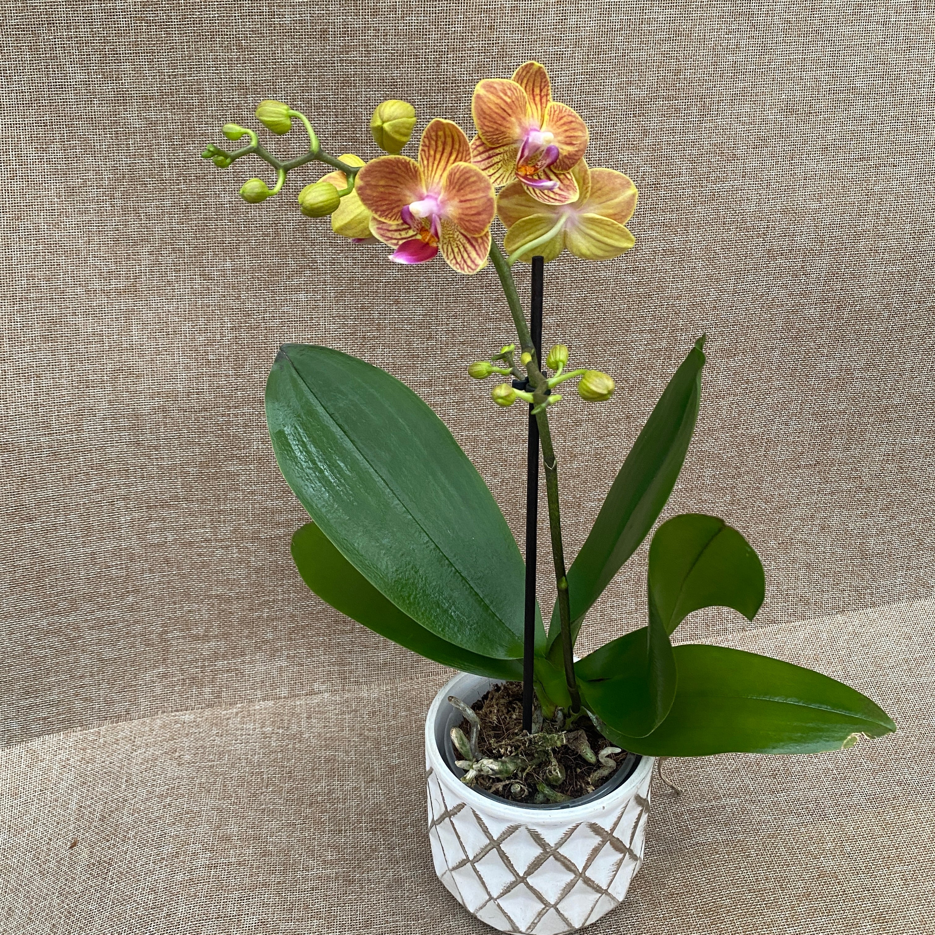 Phalaenopsis Jamaica multiflora