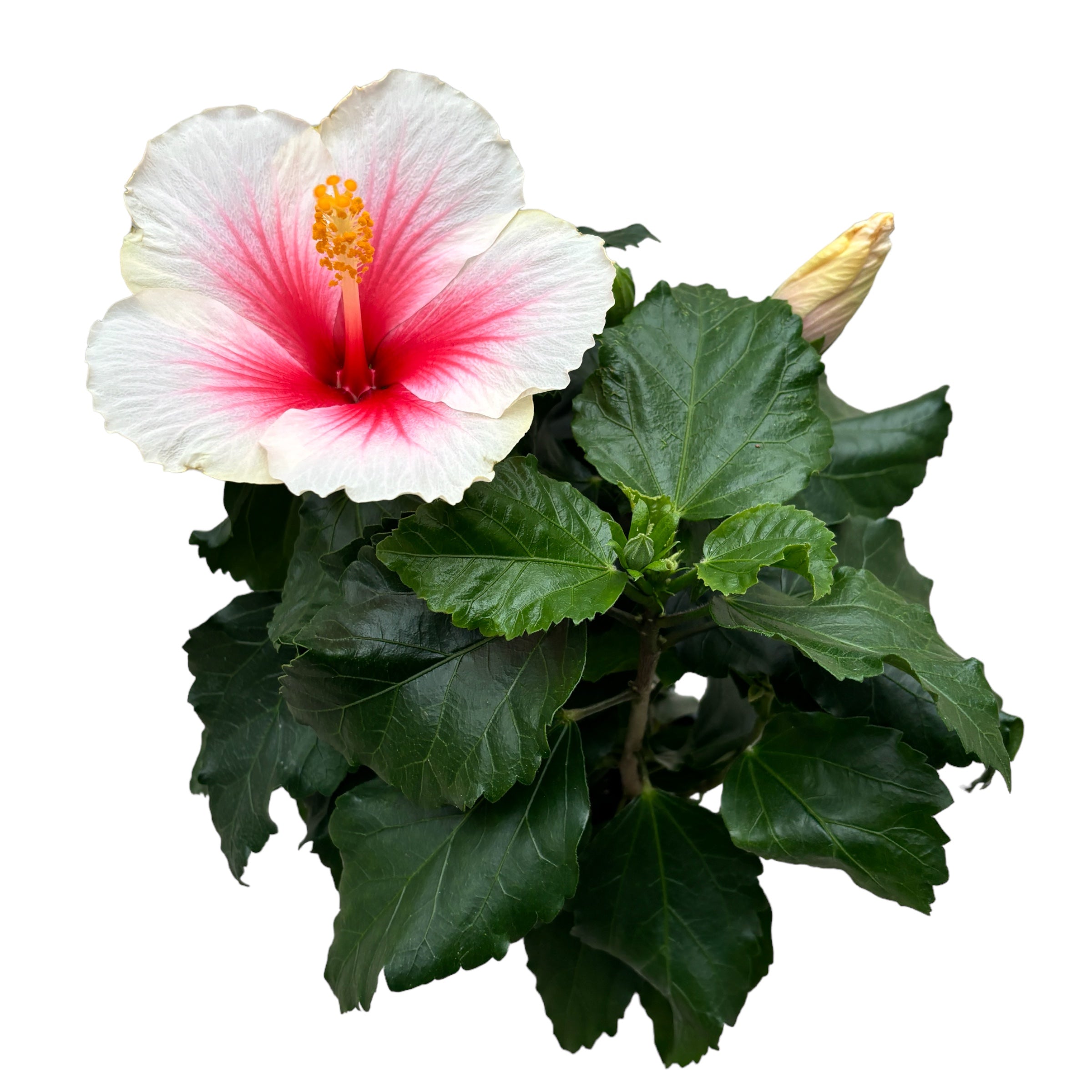 Hibiscus rosa-sinensis ‘Geisha’ - nagy fehér-rózsaszín virágú japán rózsák