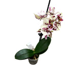 Phalaenopsis OX Sponge Bob (peloric - 3 lips)