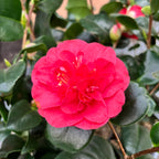 Camellia japonica 'Double Red' - odporna na mróz, młode okazy