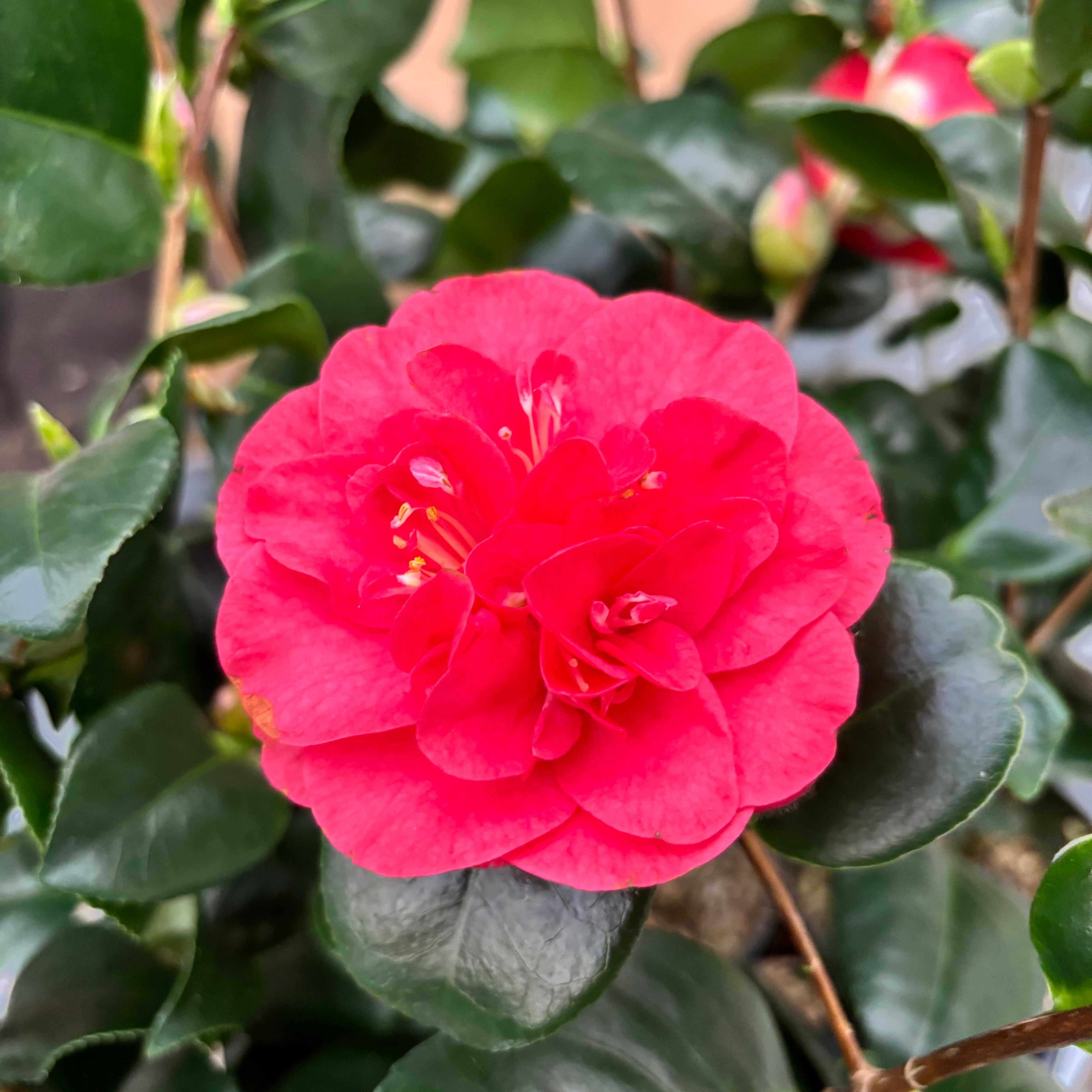 Camellia japonica 'Double Red' - rezistenta la inghet, exemplare tinere