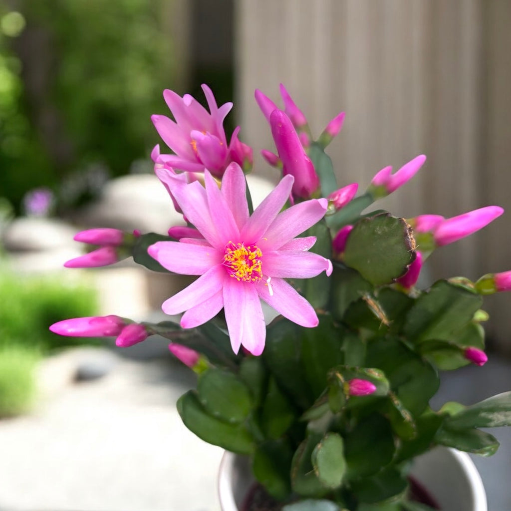 Rhipsalidopsis rosea ‘Pink Fire’ (fiore del cactus rosa)