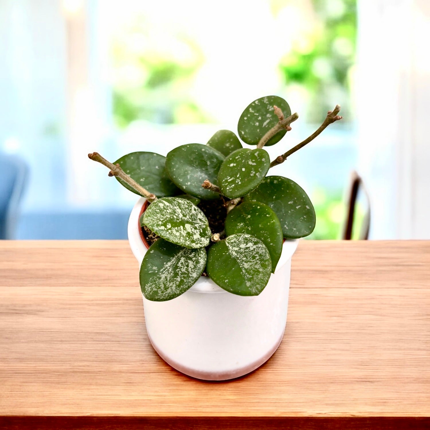 Hoya Mathilde 'Splash' D6 - parfumata