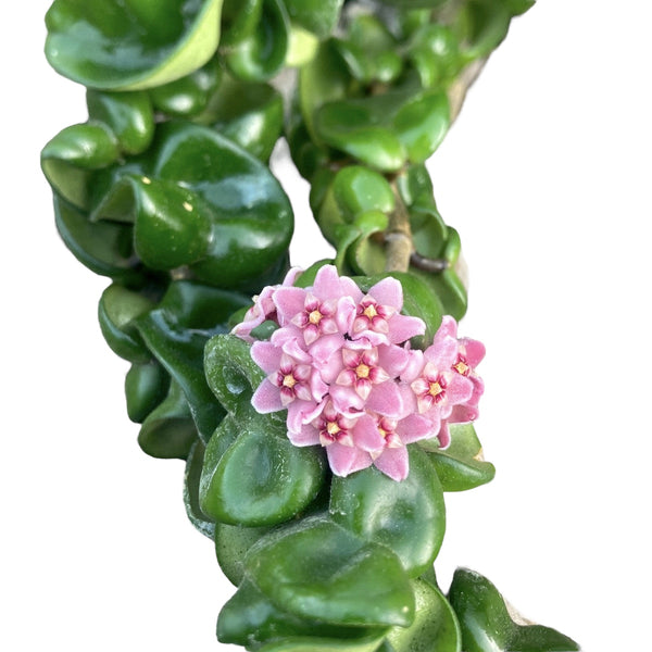 Hoya compacta 'Dark Pink'