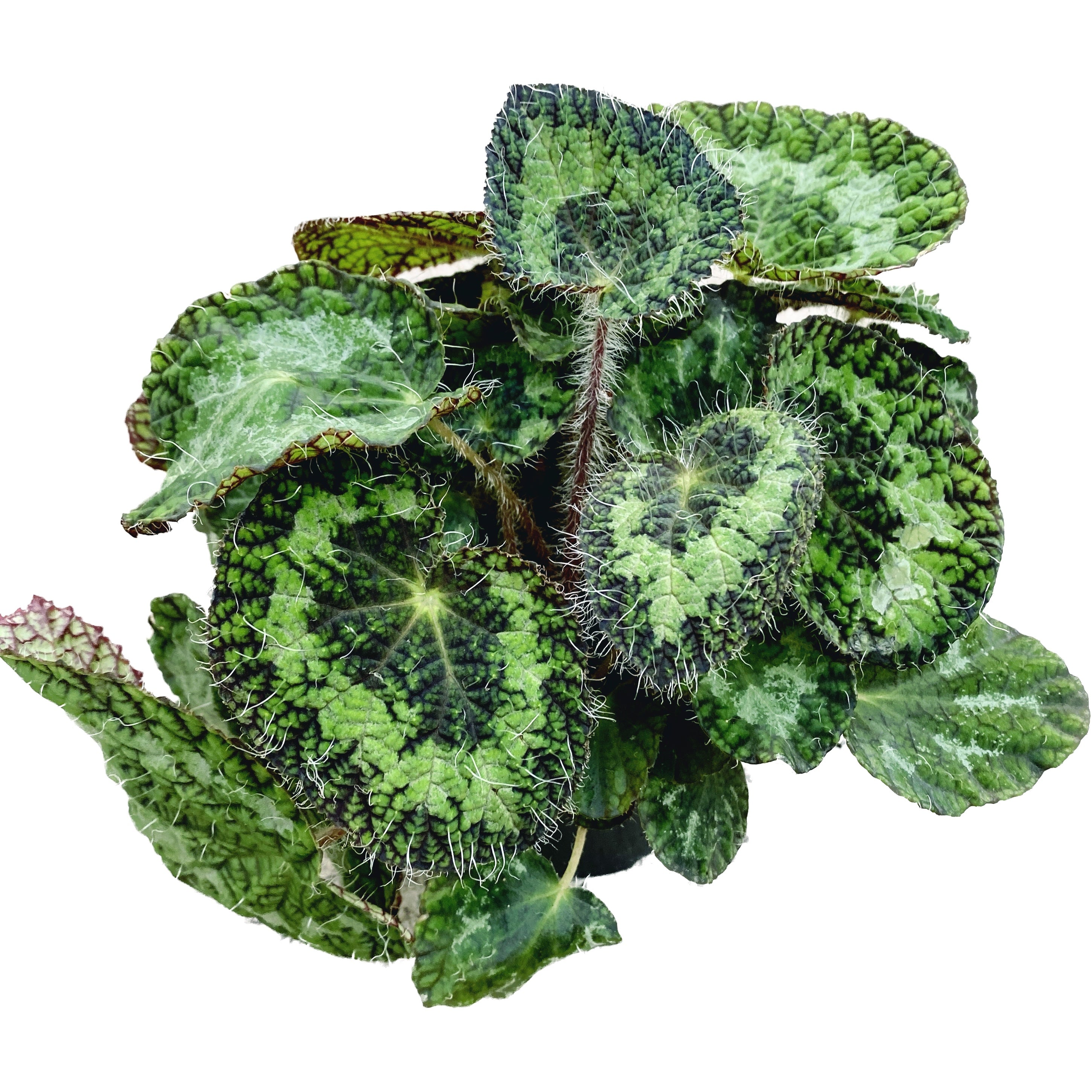 Begonia sizemoreae – begonie rara, cu frunzis catifelat si reflexe metalice