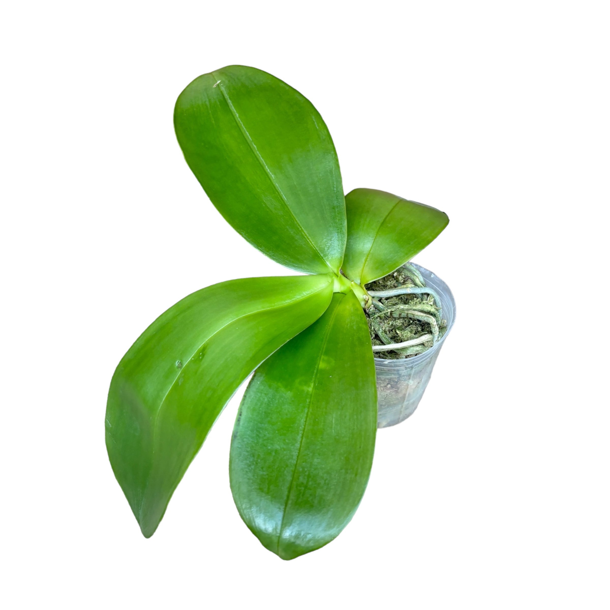 Phalaenopsis LD Giga King '801' fiori profumati