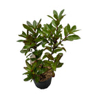 Arborele de capsuni - Arbutus unedo