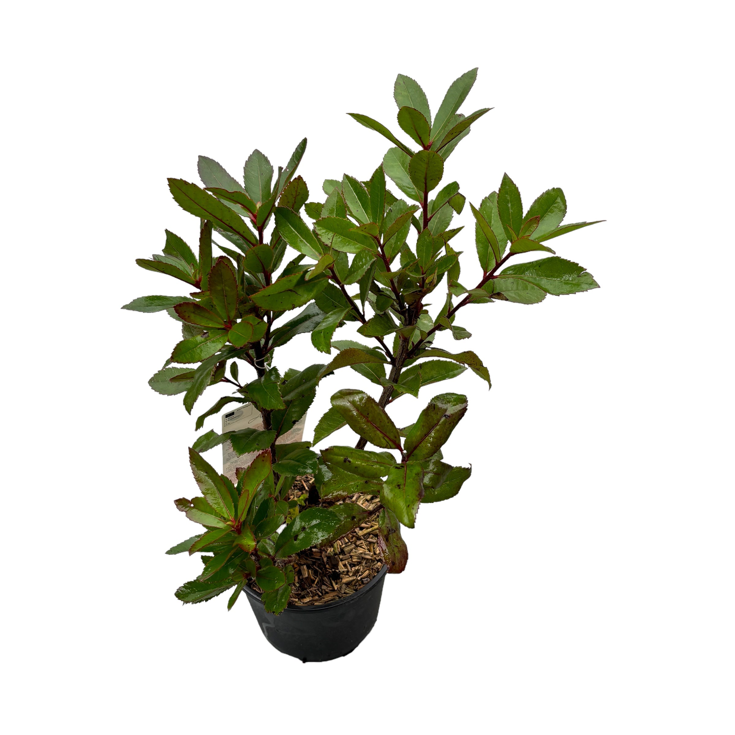 Arborele de capsuni - Arbutus unedo