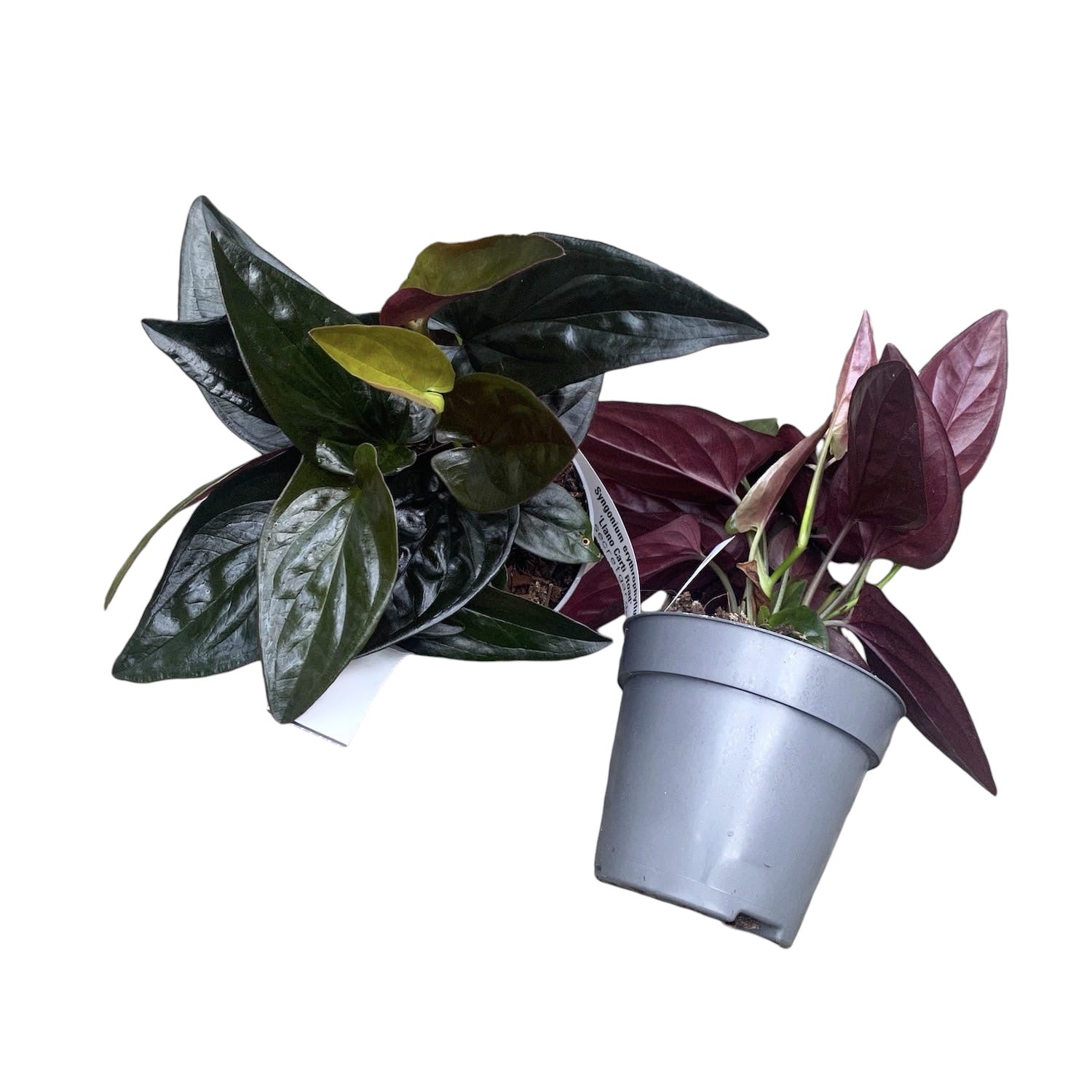 Syngonium erythrophyllum ‘Llano Carti Road' (Red Arrow)