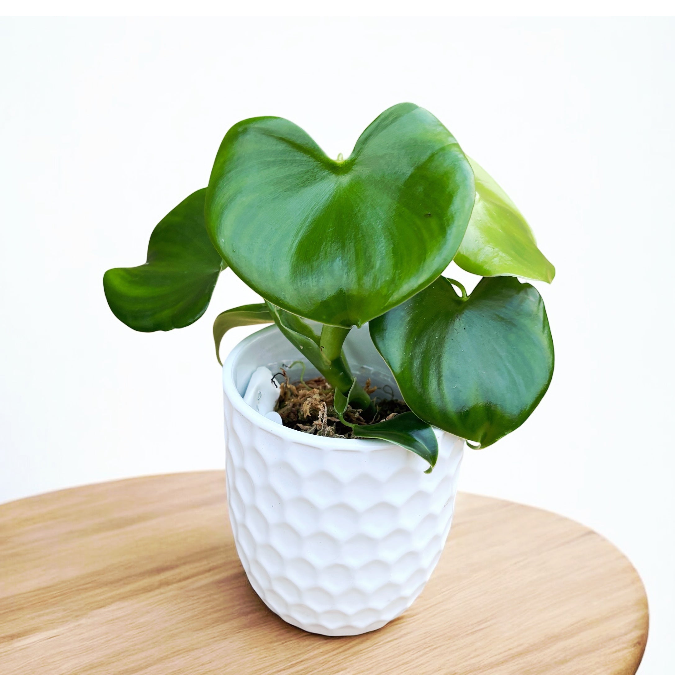 philodendron grazilae Philodendron grazielae – Secret Garden Plant Shop