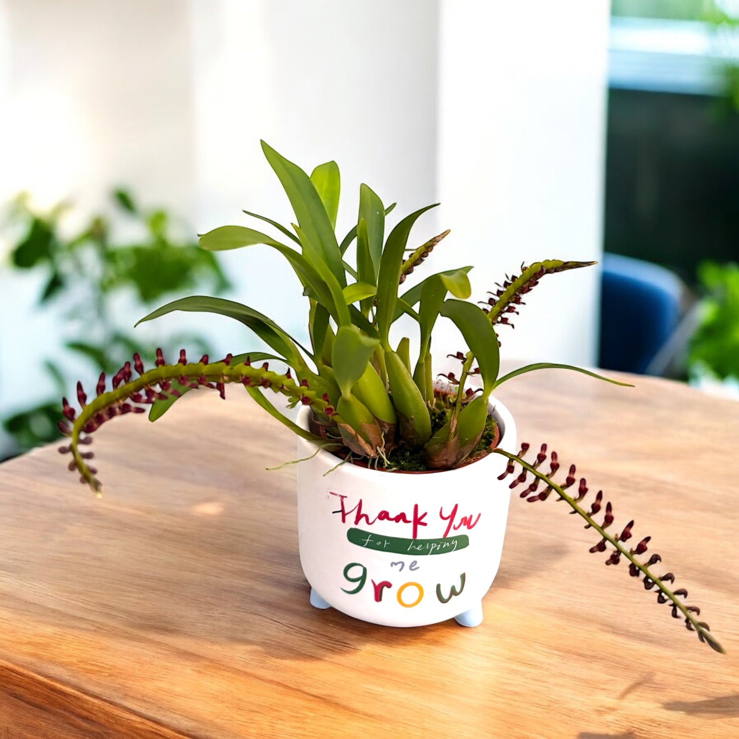 Bulbophyllum aff. falcatum 'mini' (miniatural form)