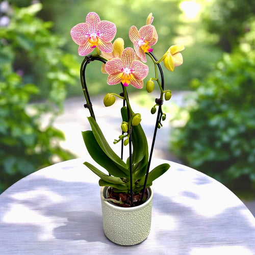 Phalaenopsis ‘Pink Tiger’